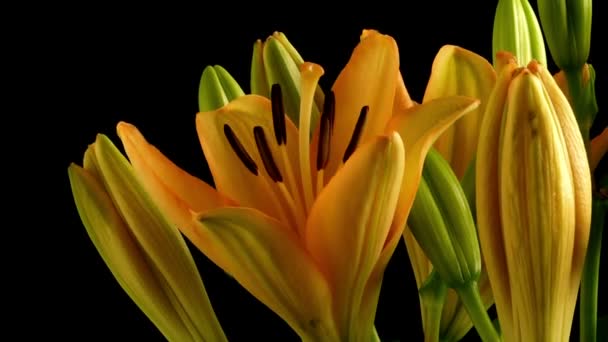 Asijské lilie květ Time-lapse — Stock video