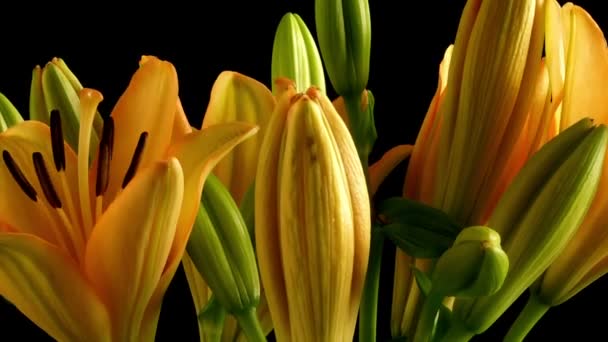 Aziatische Lily bloem Time-lapse — Stockvideo