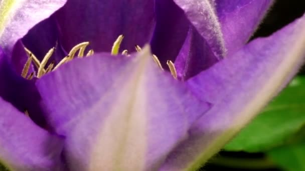 Clematis fiore time-lapse — Video Stock