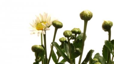 Daisy hızlandırılmış