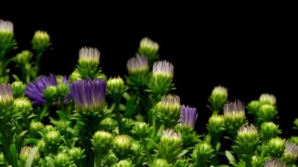Aster púrpura flor Time-lapse — Vídeos de Stock