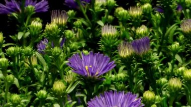 Mor Aster çiçek hızlandırılmış