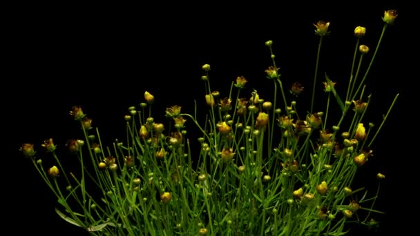 Echinacea Time-lapse — Stockvideo