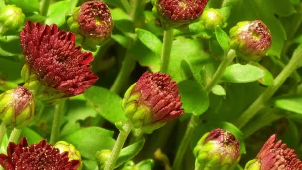 Echinacea Time-lapse — Stock Video