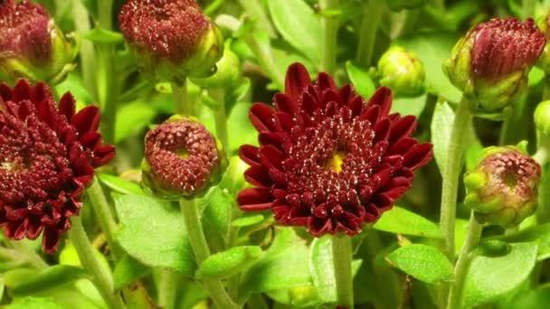 Echinacea Tempo limite — Vídeo de Stock