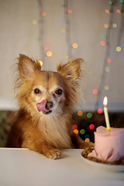 Brown chihuahua dog birthday and sausage cake with one burning candle