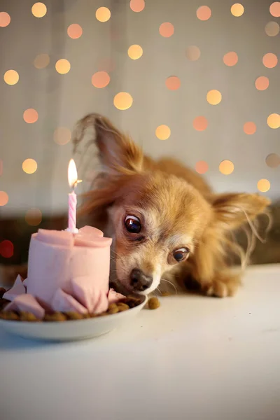 Brown chihuahua dog birthday and sausage cake with one burning candle