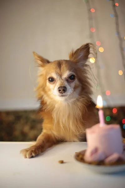 Brown chihuahua dog birthday and sausage cake with one burning candle