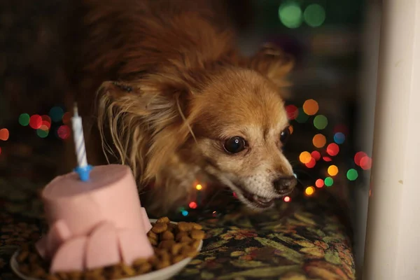 Brown chihuahua dog birthday and sausage cake with one burning candle