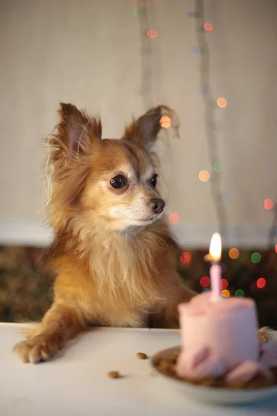 Brown chihuahua dog birthday and sausage cake with one burning candle