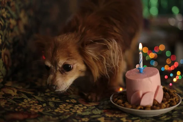 Brown chihuahua dog birthday and sausage cake with one burning candle