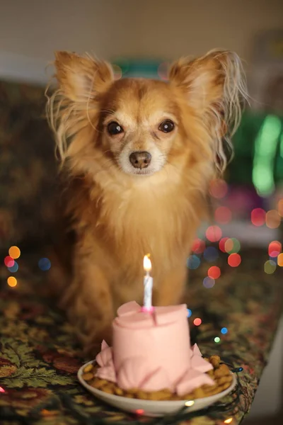 Brown chihuahua dog birthday and sausage cake with one burning candle