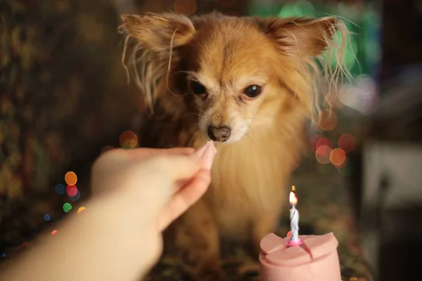 Brown chihuahua dog birthday and sausage cake with one burning candle