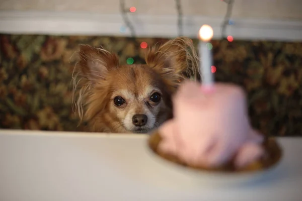 Brown chihuahua dog birthday and sausage cake with one burning candle