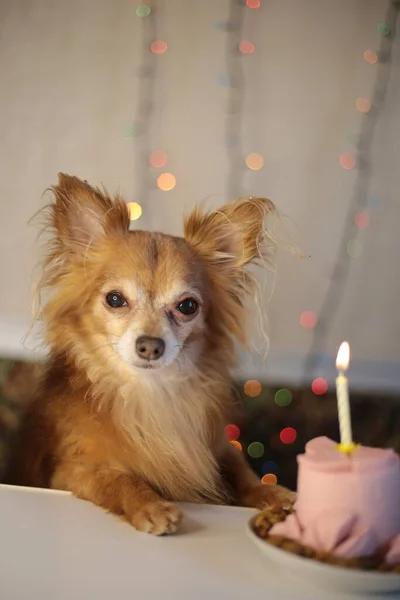 Brown chihuahua dog birthday and sausage cake with one burning candle