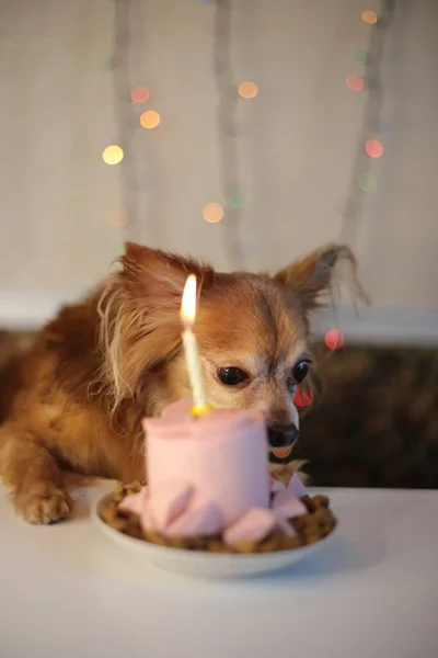 Brown chihuahua dog birthday and sausage cake with one burning candle