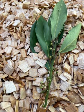 Kızılağaç ve kayın ağaçlarının yapraklı ve dallı karışımını içmek için odun parçaları.