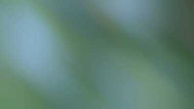 Moda yeşili arka plan ilginç doku gölgeleri