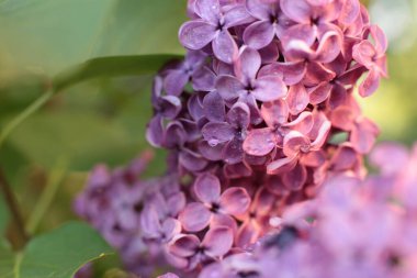Birçok çiçeğin açtığı yaz, takvim için parlak bir ışık arka planı en popüler çiçek makro fotoğrafı.