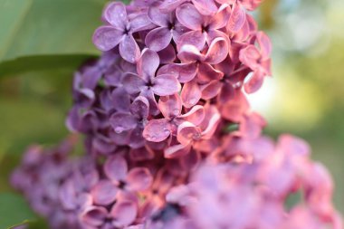 Birçok çiçeğin açtığı yaz, takvim için parlak bir ışık arka planı en popüler çiçek makro fotoğrafı.