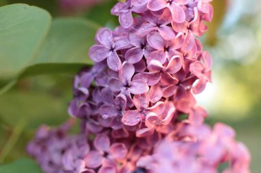 Birçok çiçeğin açtığı yaz, takvim için parlak bir ışık arka planı en popüler çiçek makro fotoğrafı.