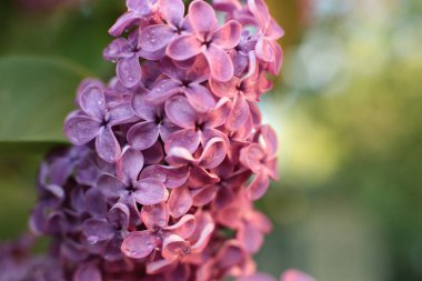 Birçok çiçeğin açtığı yaz, takvim için parlak bir ışık arka planı en popüler çiçek makro fotoğrafı.