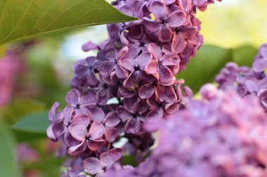 Birçok çiçeğin açtığı yaz, takvim için parlak bir ışık arka planı en popüler çiçek makro fotoğrafı.