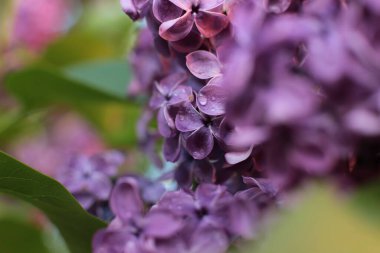 Birçok çiçeğin açtığı yaz, takvim için parlak bir ışık arka planı en popüler çiçek makro fotoğrafı.