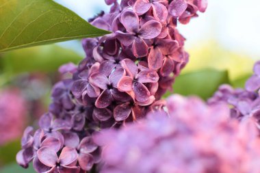 Birçok çiçeğin açtığı yaz, takvim için parlak bir ışık arka planı en popüler çiçek makro fotoğrafı.