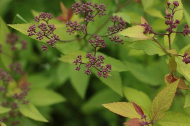 Birçok çiçeğin açtığı yaz, takvim için parlak bir ışık arka planı en popüler çiçek makro fotoğrafı.