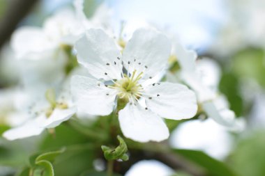 Birçok çiçeğin açtığı yaz, takvim için parlak bir ışık arka planı en popüler çiçek makro fotoğrafı.