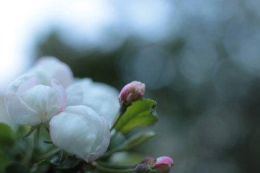 Birçok çiçeğin açtığı yaz, takvim için parlak bir ışık arka planı en popüler çiçek makro fotoğrafı.