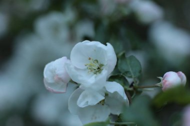 Birçok çiçeğin açtığı yaz, takvim için parlak bir ışık arka planı en popüler çiçek makro fotoğrafı.