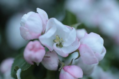 Birçok çiçeğin açtığı yaz, takvim için parlak bir ışık arka planı en popüler çiçek makro fotoğrafı.