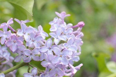 Birçok çiçeğin açtığı yaz, takvim için parlak bir ışık arka planı en popüler çiçek makro fotoğrafı.