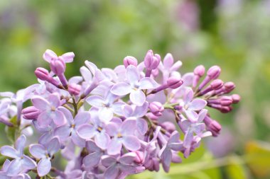 Birçok çiçeğin açtığı yaz, takvim için parlak bir ışık arka planı en popüler çiçek makro fotoğrafı.