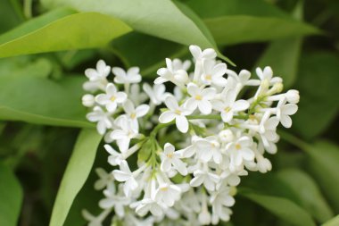 Birçok çiçeğin açtığı yaz, takvim için parlak bir ışık arka planı en popüler çiçek makro fotoğrafı.
