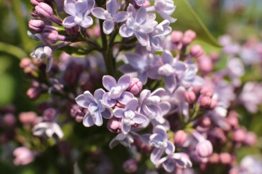 Birçok çiçeğin açtığı yaz, takvim için parlak bir ışık arka planı en popüler çiçek makro fotoğrafı.