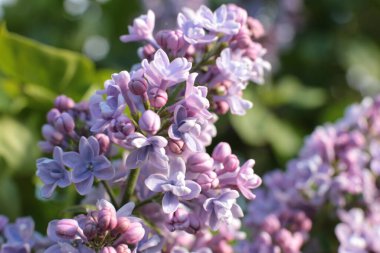 Birçok çiçeğin açtığı yaz, takvim için parlak bir ışık arka planı en popüler çiçek makro fotoğrafı.