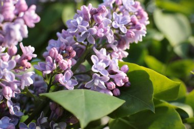 Birçok çiçeğin açtığı yaz, takvim için parlak bir ışık arka planı en popüler çiçek makro fotoğrafı.