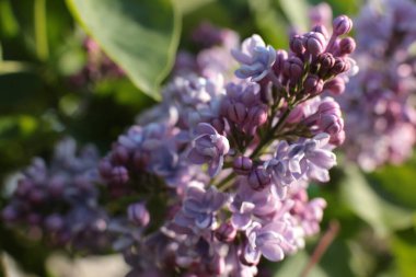 Birçok çiçeğin açtığı yaz, takvim için parlak bir ışık arka planı en popüler çiçek makro fotoğrafı.