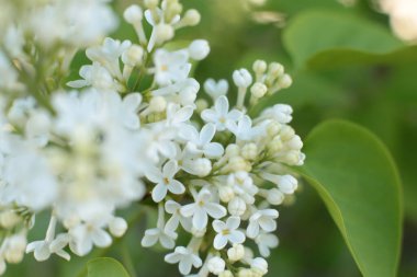 Birçok çiçeğin açtığı yaz, takvim için parlak bir ışık arka planı en popüler çiçek makro fotoğrafı.