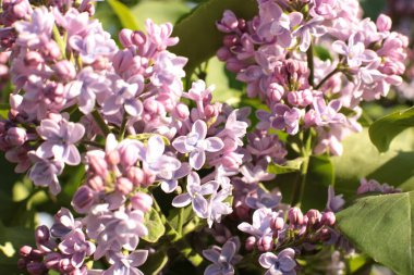 Birçok çiçeğin açtığı yaz, takvim için parlak bir ışık arka planı en popüler çiçek makro fotoğrafı.
