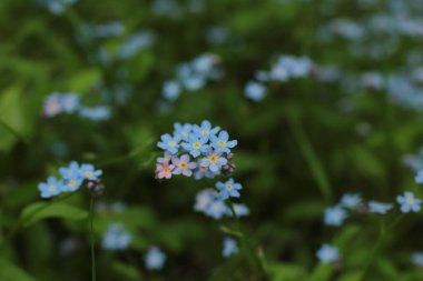 Birçok çiçeğin açtığı yaz, takvim için parlak bir ışık arka planı en popüler çiçek makro fotoğrafı.