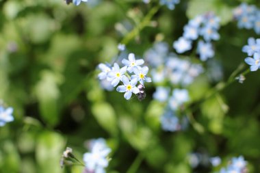 Birçok çiçeğin açtığı yaz, takvim için parlak bir ışık arka planı en popüler çiçek makro fotoğrafı.