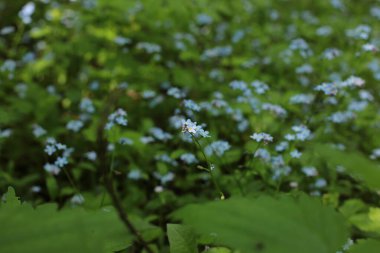 Birçok çiçeğin açtığı yaz, takvim için parlak bir ışık arka planı en popüler çiçek makro fotoğrafı.