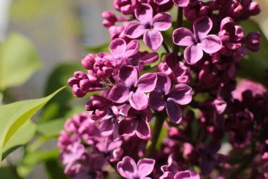 Birçok çiçeğin açtığı yaz, takvim için parlak bir ışık arka planı en popüler çiçek makro fotoğrafı.