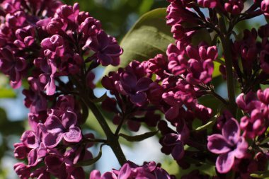 Birçok çiçeğin açtığı yaz, takvim için parlak bir ışık arka planı en popüler çiçek makro fotoğrafı.