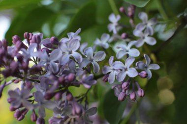 Birçok çiçeğin açtığı yaz, takvim için parlak bir ışık arka planı en popüler çiçek makro fotoğrafı.