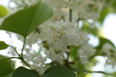 Birçok çiçeğin açtığı yaz, takvim için parlak bir ışık arka planı en popüler çiçek makro fotoğrafı.